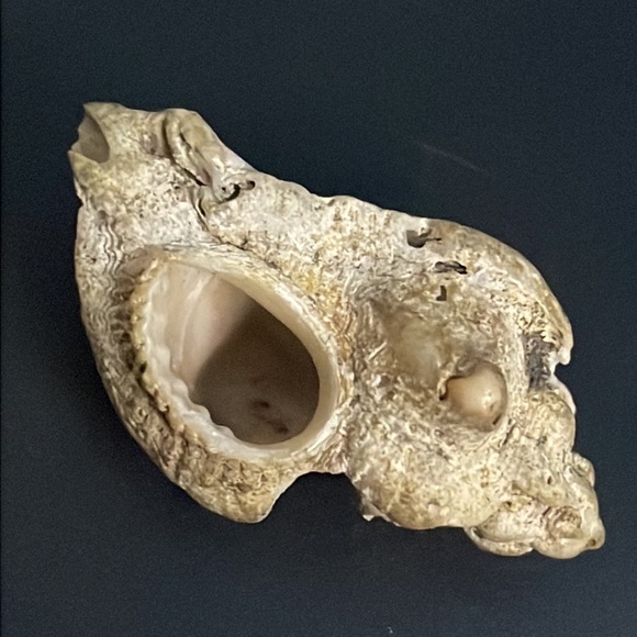 Calcified Sea Shell Interesting Fossil Specimen (Unknown Origin) - Picture 2 of 11